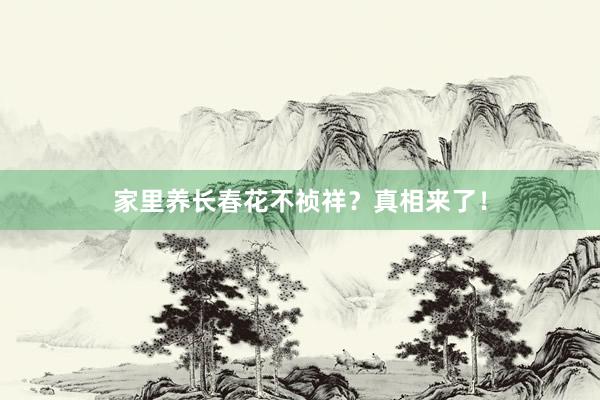 家里养长春花不祯祥？真相来了！