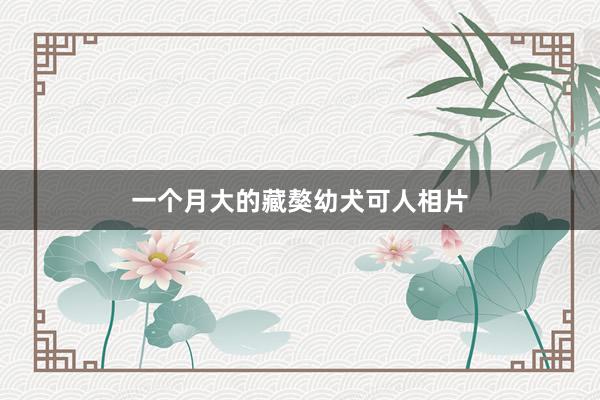 一个月大的藏獒幼犬可人相片